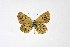  ( - DNAwthTuranana039)  @11 [ ] copyright (2024) Wolfgang ten Hagen Unspecified