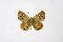  ( - DNAwthTuranana042)  @11 [ ] copyright (2024) Wolfgang ten Hagen Unspecified