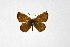  ( - DNAwthTuranana044)  @11 [ ] copyright (2024) Wolfgang ten Hagen Unspecified