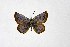  ( - DNAwthTuranana050)  @11 [ ] copyright (2024) Wolfgang ten Hagen Unspecified