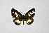  ( - DNAwthTarucus054)  @11 [ ] Copyright (2024) Wolfgang ten Hagen Unspecified