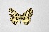  ( - DNAwthTarucus054)  @11 [ ] Copyright (2024) Wolfgang ten Hagen Unspecified