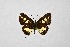  ( - DNAwthTarucus056)  @11 [ ] Copyright (2024) Wolfgang ten Hagen Unspecified