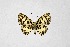  ( - DNAwthTarucus056)  @11 [ ] Copyright (2024) Wolfgang ten Hagen Unspecified