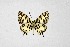  ( - DNAwthTarucus057)  @11 [ ] Copyright (2024) Wolfgang ten Hagen Unspecified