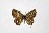  ( - DNAwthTarucus066)  @11 [ ] Copyright (2024) Wolfgang ten Hagen Unspecified