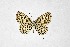  ( - DNAwthTarucus066)  @11 [ ] Copyright (2024) Wolfgang ten Hagen Unspecified