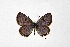  ( - DNAwthTarucus067)  @11 [ ] Copyright (2024) Wolfgang ten Hagen Unspecified