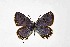  ( - DNAwthTarucus068)  @11 [ ] Copyright (2024) Wolfgang ten Hagen Unspecified