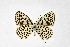  ( - DNAwthTarucus068)  @11 [ ] Copyright (2024) Wolfgang ten Hagen Unspecified