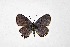  ( - DNAwthTarucus069)  @11 [ ] Copyright (2024) Wolfgang ten Hagen Unspecified
