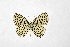  ( - DNAwthTarucus069)  @11 [ ] Copyright (2024) Wolfgang ten Hagen Unspecified