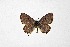  ( - DNAwthTarucus070)  @11 [ ] Copyright (2024) Wolfgang ten Hagen Unspecified