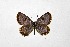  ( - DNAwthTarucus071)  @11 [ ] Copyright (2024) Wolfgang ten Hagen Unspecified