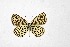  ( - DNAwthTarucus071)  @11 [ ] Copyright (2024) Wolfgang ten Hagen Unspecified