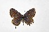  ( - DNAwthTarucus072)  @11 [ ] Copyright (2024) Wolfgang ten Hagen Unspecified
