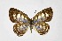  (Castalius fasciatus - DNAwthTarucus081)  @11 [ ] Copyright (2024) Wolfgang ten Hagen Unspecified