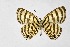  ( - DNAwthTarucus081)  @11 [ ] Copyright (2024) Wolfgang ten Hagen Unspecified