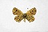  ( - DNAwthTuranana054)  @11 [ ] Copyright (2024) Wolfgang ten Hagen Unspecified