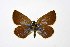  ( - DNAwthPamiria015)  @11 [ ] Copyright (2025) Wolfgang ten Hagen Unspecified