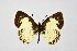  ( - DNAwthTarucus083)  @11 [ ] Copyright (2025) Wolfgang ten Hagen Unspecified