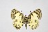  ( - DNAwthTarucus083)  @11 [ ] Copyright (2025) Wolfgang ten Hagen Unspecified