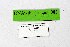  ( - DNAwthTarucus083)  @11 [ ] Copyright (2025) Wolfgang ten Hagen Unspecified