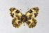  ( - DNAwthChazara040)  @11 [ ] copyright (2025) Wolfgang tenHagen Unspecified