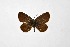  ( - DNAwthCupido011)  @11 [ ] Copyright (2022) Wolfgang ten Hagen Unspecified