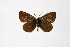  ( - DNAwthCupido012)  @11 [ ] Copyright (2022) Wolfgang ten Hagen Unspecified
