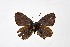  (Cupido staudingeri - DNAwthCupido053)  @11 [ ] copyright (2022) Wolfgang ten Hagen Unspecified