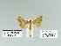  (Dilacinia - HA-Pyr-032)  @11 [ ] Copyright (2023) Hayk Mirzayans Insect Museum HMIM