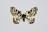  (Archon apollinaris - MvS2023-G0598)  @11 [ ] Copyright (2023) Unspecified Unspecified