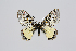  (Archon bostanchii - MvS2023-G0823)  @11 [ ] Copyright (2023) Unspecified Unspecified