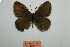  (Satyrus astyages - ARSA-331c-001)  @11 [ ] Copyright (2021) Alireza Naderi Unspecified