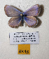 (Plebejus alizadeorum - Naderi2025-15)  @11 [ ] Copyright (2025) Alireza Naderi Unspecified