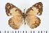  (Colotis amata - CNCLEP00056733)  @15 [ ] CreativeCommons - Attribution Non-Commercial Share-Alike (2009) Unspecified Unspecified