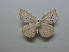  (Polyommatus hopfferi - JFC23025)  @11 [ ] Copyright (2023) Unspecified Unspecified
