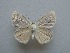  (Polyommatus larseni - JFC24077)  @11 [ ] Copyright (2024) Jean-Francois Charmeux Unspecified