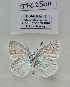  (Neolysandra ellisoni - JFC25011)  @11 [ ] Copyright (2025) Jean-François Charmeux Unspecified