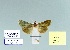  ( - HA-Pyr-030)  @11 [ ] Copyright (2023) Hayk Mirzayans Insect Museum HMIM