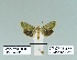  ( - HA-Pyr-031)  @11 [ ] Copyright (2023) Hayk Mirzayans Insect Museum HMIM