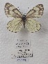  ( - VN-RIEB06)  @11 [ ] Copyrght (2025) Research Institute of Evolutionary Biology, Tokyo, Japan Unspecified
