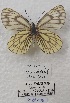  ( - VN-RIEB06)  @11 [ ] Copyrght (2025) Research Institute of Evolutionary Biology, Tokyo, Japan Unspecified