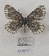  ( - VN-RIEB07)  @11 [ ] Copyrght (2025) Research Institute of Evolutionary Biology, Tokyo, Japan Unspecified