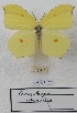 (Gonepteryx chinensis - VN-RIEB10)  @11 [ ] Copyrght (2025) Research Institute of Evolutionary Biology, Tokyo, Japan Unspecified