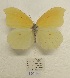  (Gonepteryx niphonica - SBG30)  @11 [ ] Copyright (2024) Haus der Natur, Salzburg Unspecified