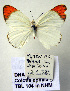 (Colotis ephyia - TBL 104)  @14 [ ] Copyright (2009) Unspecified Unspecified