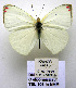  (Colotis elgonensis - TBL 105)  @15 [ ] Copyright (2009) Unspecified Unspecified
