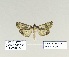  ( - HA-Pyr-004)  @11 [ ] Copyright (2023) Hayk Mirzayans Insect Museum HMIM